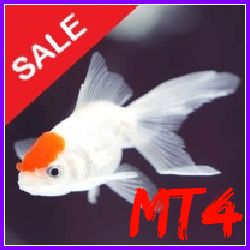 Fish n Grid EA MT4 (NEW!)